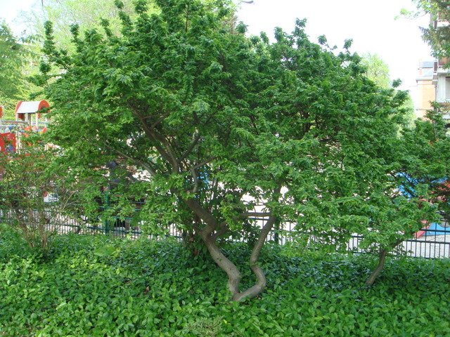Ulmus x 'Jacqueline Hillier'